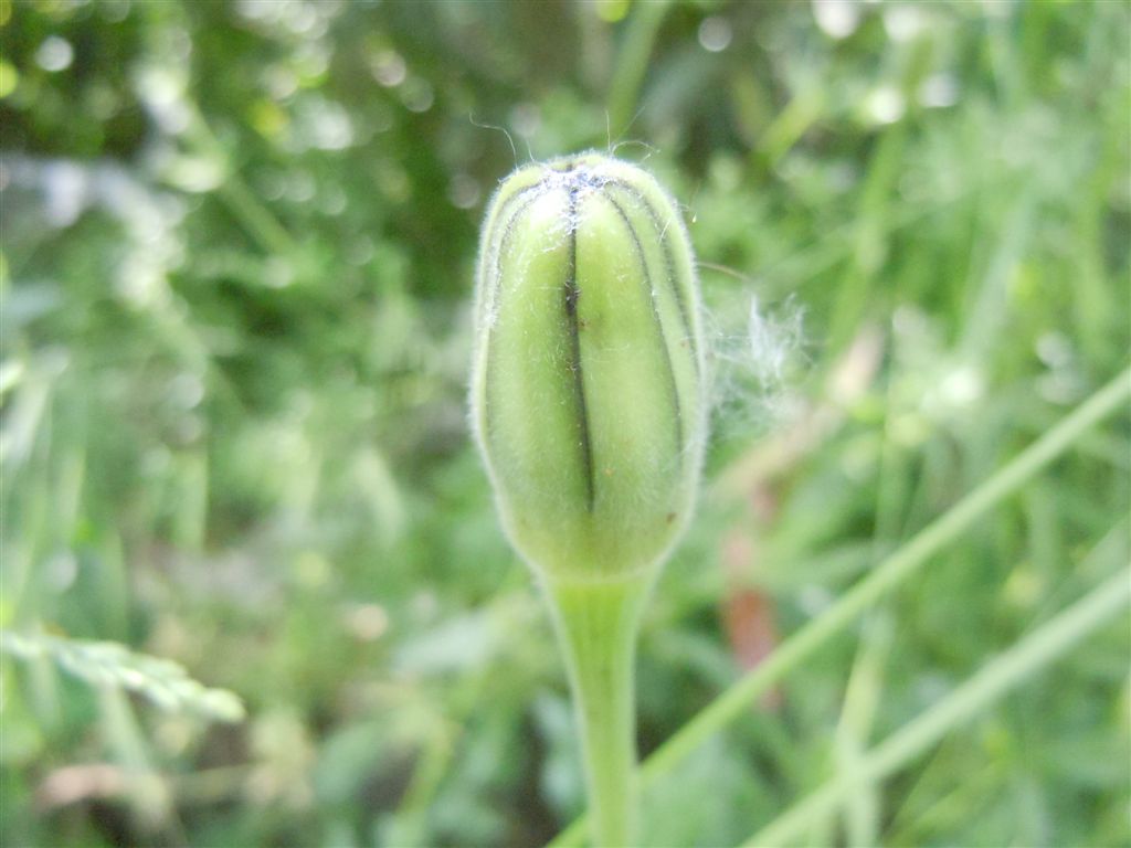 Urospermum dalechampii